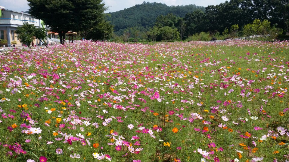  실외 산책로